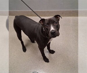 Mutt Dogs for adoption in Las Vegas, NV, USA