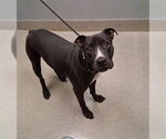 DANTE - Male Mutt Dog for Adoption - Small photo