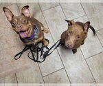 Small #14 American Staffordshire Terrier-Bulldog Mix