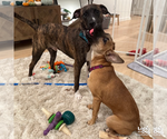 Small #5 Feist Terrier-Labrador Retriever Mix