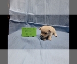 Small Photo #3 Maltipoo Puppy For Sale in BROOKFIELD, MO, USA