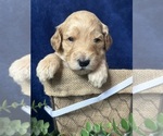 Small Photo #17 Goldendoodle Puppy For Sale in FLOWERY BRANCH, GA, USA