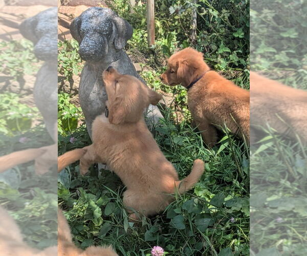 Medium Photo #4 Golden Retriever Puppy For Sale in EAST SPARTA, OH, USA