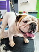 Small Photo #1 English Bulldog Puppy For Sale in SAN DIEGO, CA, USA