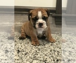 Small Photo #13 Bulldog Puppy For Sale in BOWLING GREEN, KY, USA