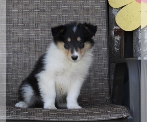 Collie Puppy for sale in FREDERICKSBURG, OH, USA