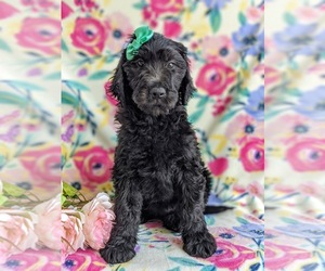 Goldendoodle Puppy for sale in CHRISTIANA, PA, USA