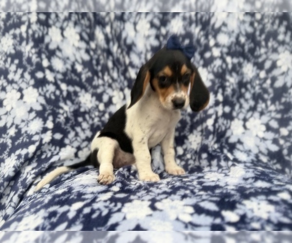 Medium Photo #8 Beagle Puppy For Sale in LAKELAND, FL, USA