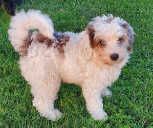Bernedoodle (Miniature) Puppy for sale in LEETONIA, OH, USA