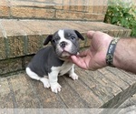 Small #16 French Bulldog