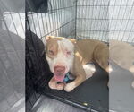 Small #1 American Pit Bull Terrier-Chinese Shar-Pei Mix