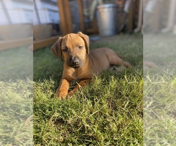 Medium Photo #4 Rhodesian Ridgeback Puppy For Sale in KELLER, TX, USA