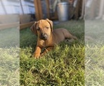 Small Photo #4 Rhodesian Ridgeback Puppy For Sale in KELLER, TX, USA