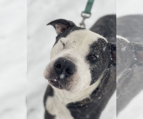 Medium Photo #6 Mutt Puppy For Sale in Mount Laurel, NJ, USA