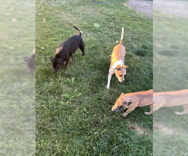Medium Photo #16 Mutt Puppy For Sale in Sebec, ME, USA