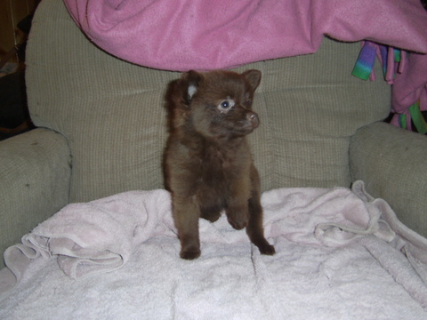 Medium Photo #1 Pomeranian Puppy For Sale in MARSHFIELD, MO, USA