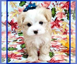 Maltipoo Puppy for Sale in TAYLOR, Texas USA