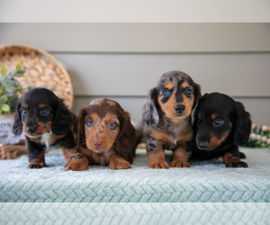 Dachshund Litter for sale in WILLARD, OH, USA