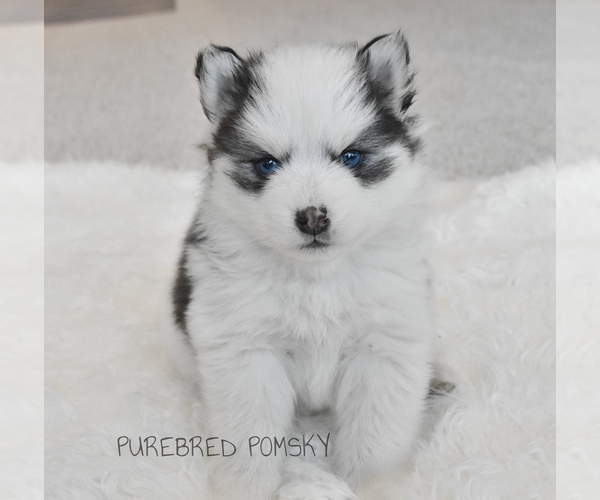 Medium Photo #6 Pomsky Puppy For Sale in KANSAS CITY, MO, USA