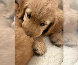 Medium Golden Retriever