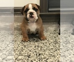 Small Photo #8 Bulldog Puppy For Sale in BOWLING GREEN, KY, USA