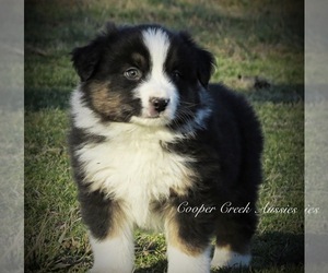 Miniature Australian Shepherd Puppy for sale in SMITHVILLE, AR, USA