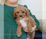 Small #4 Cavapoo