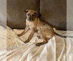 Small Catahoula Leopard Dog Mix