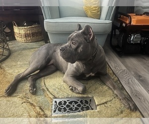 Mother of the Cane Corso puppies born on 05/22/2026