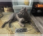 Small Photo #1 Cane Corso Puppy For Sale in FREDERICKSBURG, VA, USA