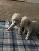 Small Photo #47 Goldendoodle Puppy For Sale in VACAVILLE, CA, USA