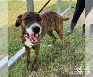 Boxador Dogs for adoption in Washington, DC, USA