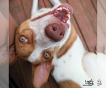 Small #7 Jack Russell Terrier Mix