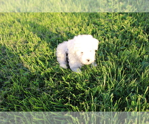 Poodle (Toy) Puppy for sale in EVART, MI, USA