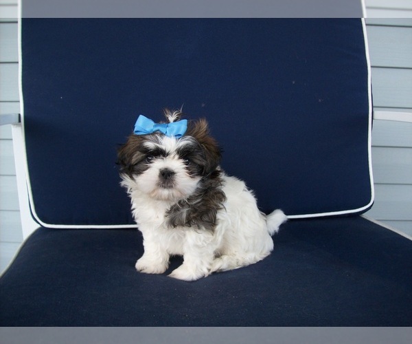 View Ad Shih Tzu Puppy for Sale near Ohio, S ZANESVILLE, USA. ADN247409