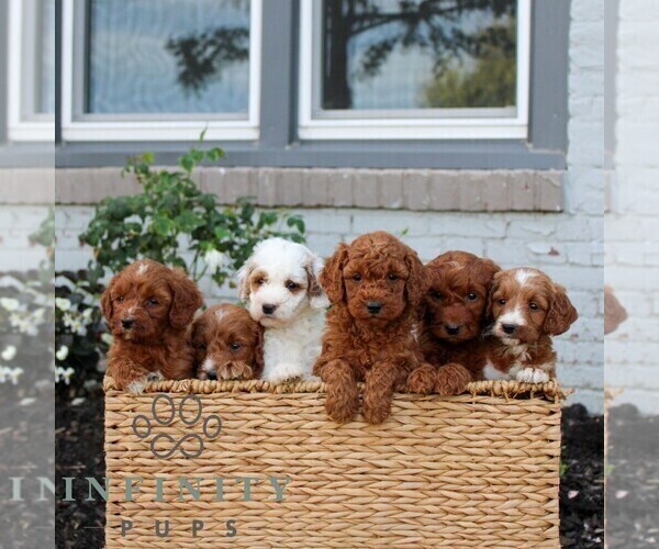 Medium Photo #2 Goldendoodle (Miniature) Puppy For Sale in LITITZ, PA, USA