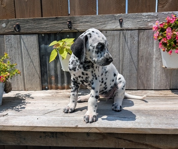 Medium Photo #22 Dalmatian Puppy For Sale in GOSHEN, IN, USA