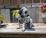 Small Photo #22 Dalmatian Puppy For Sale in GOSHEN, IN, USA