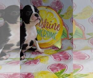 Medium Boston Terrier