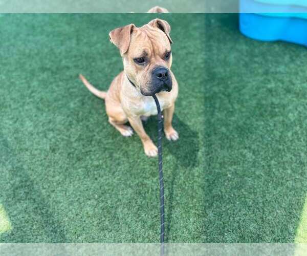 Medium Photo #6 Bull-Boxer Puppy For Sale in McKinney, TX, USA