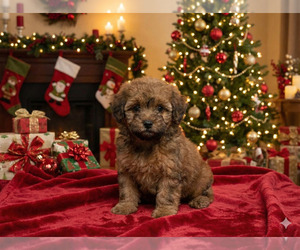 Goldendoodle (Miniature) Puppy for sale in DUBLIN, TX, USA
