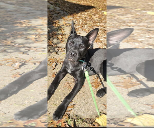 Medium Photo #1 Mutt Puppy For Sale in Ball Ground, GA, USA