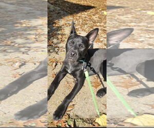 Mutt Dogs for adoption in Ball Ground, GA, USA