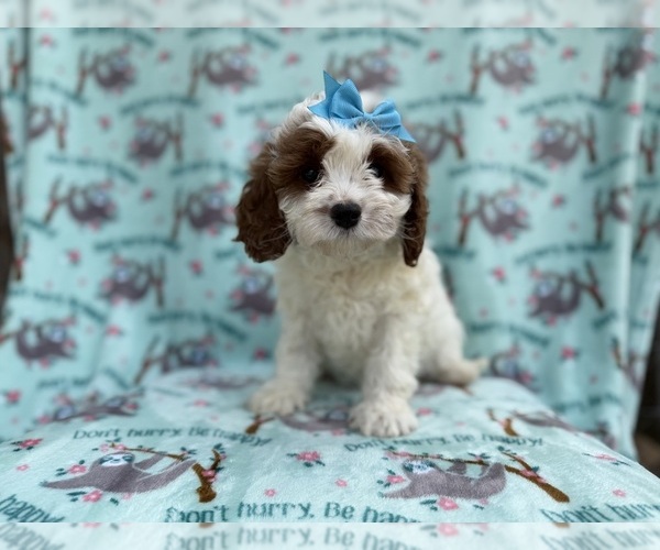 Medium Photo #3 Cavapoo (Miniature) Puppy For Sale in LAKELAND, FL, USA