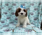 Small #2 Cavapoo (Miniature)