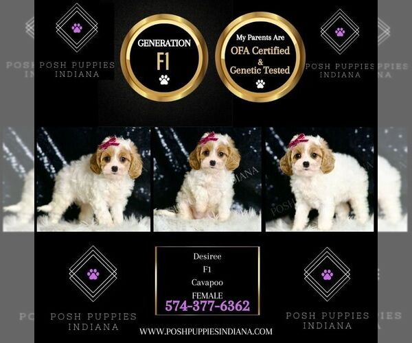 Medium Photo #6 Cavapoo Puppy For Sale in WARSAW, IN, USA