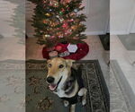 Small #4 German Shepherd Dog