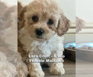 Maltipoo Dogs for adoption in Studio City, CA, USA