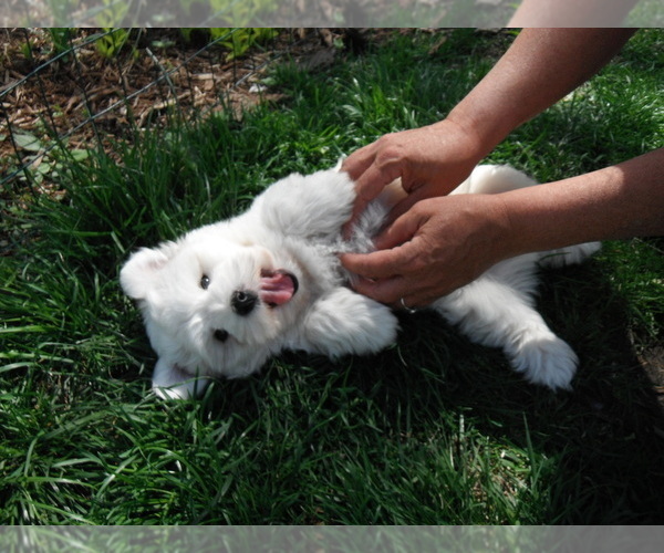 Medium Photo #1 Coton de Tulear Puppy For Sale in COLUMBIA, MO, USA