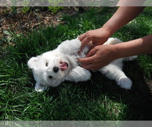 Coton de Tulear Puppy for sale in COLUMBIA, MO, USA